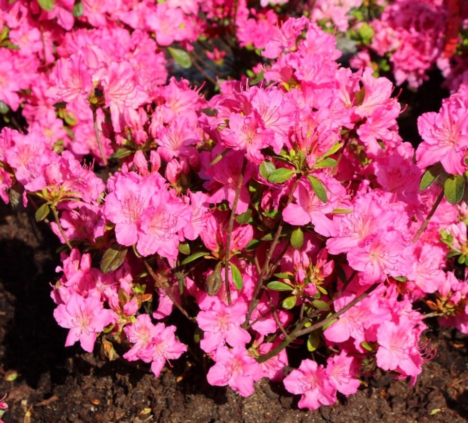 Рододендрон japonicum