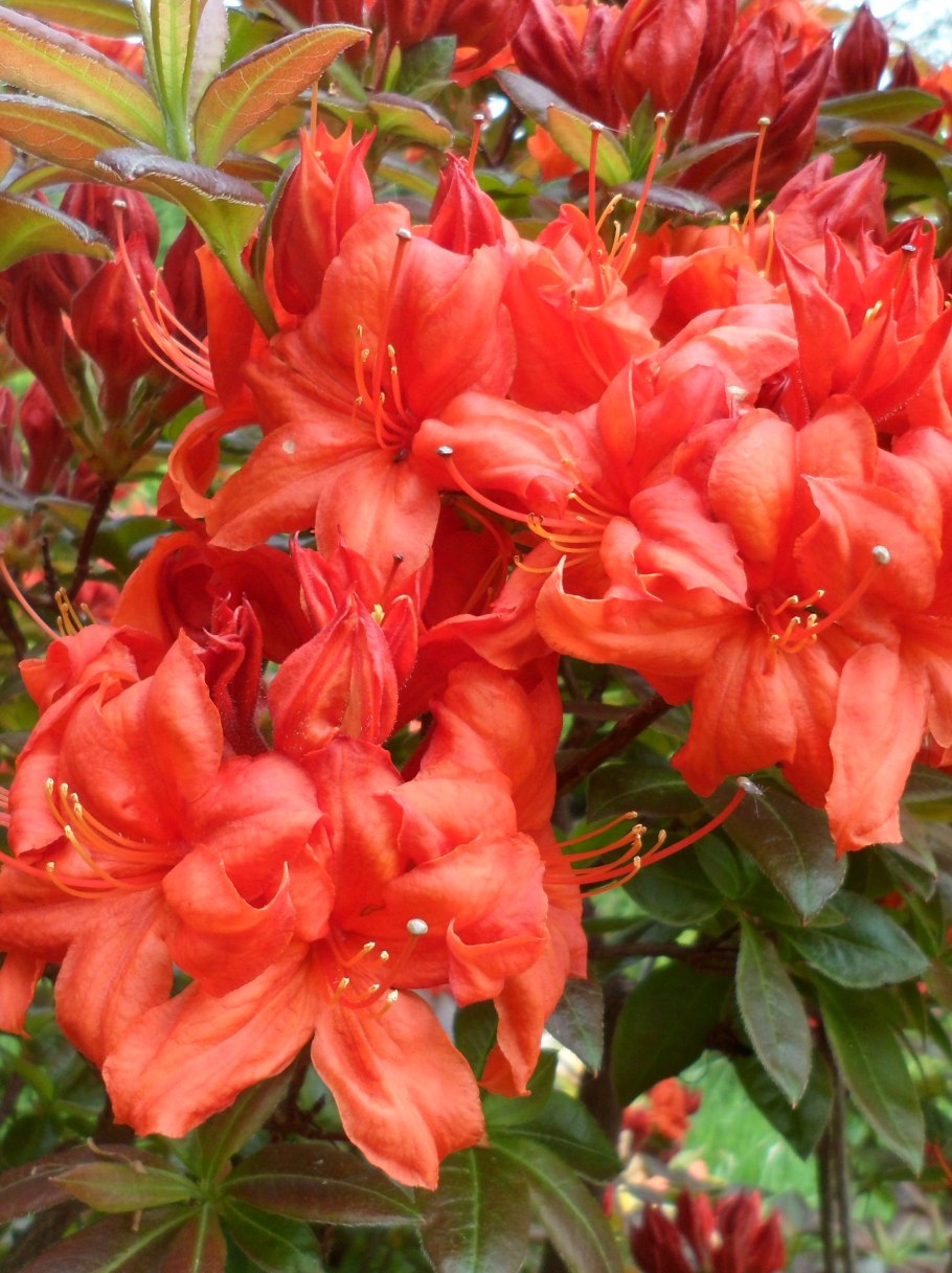 Рододендрон листопадный Азалия