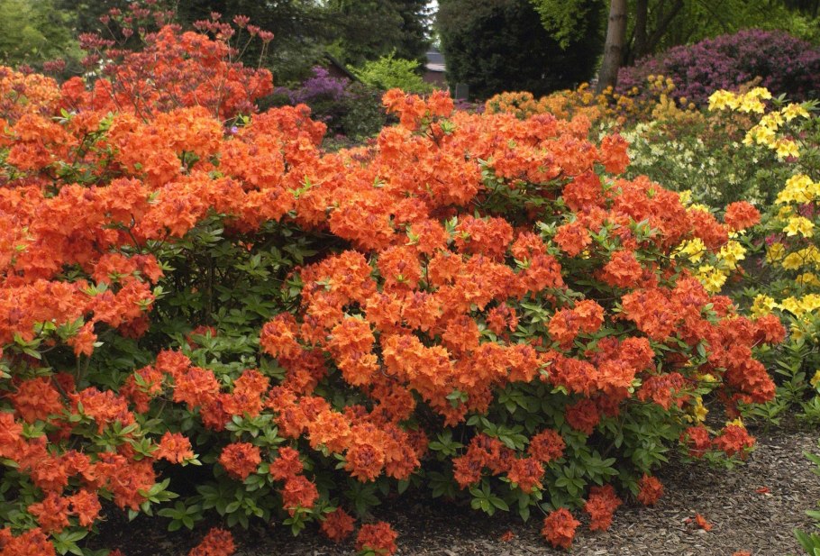 Рододендрон японский листопадный