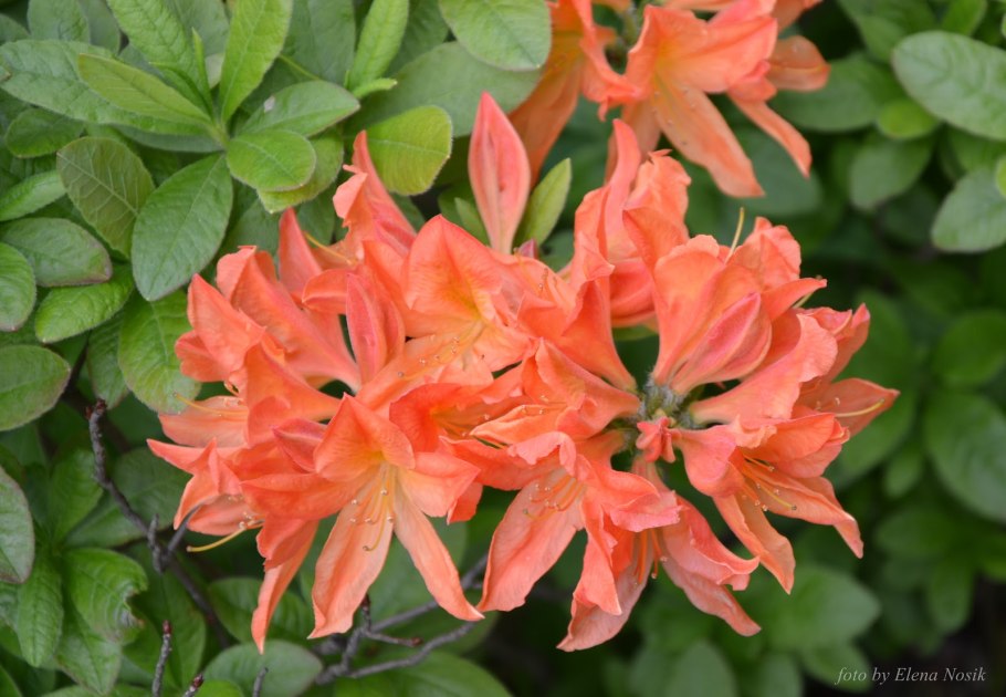 Рододендрон листопадный лососевый