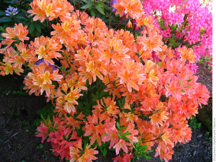 Рододендрон листопадный лососевый