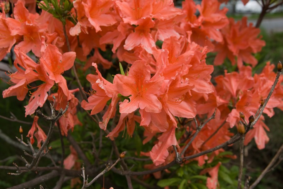 Рододендрон japonicum