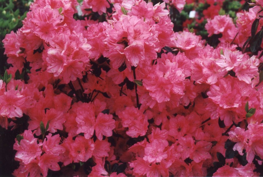 Азалия блаувс пинк