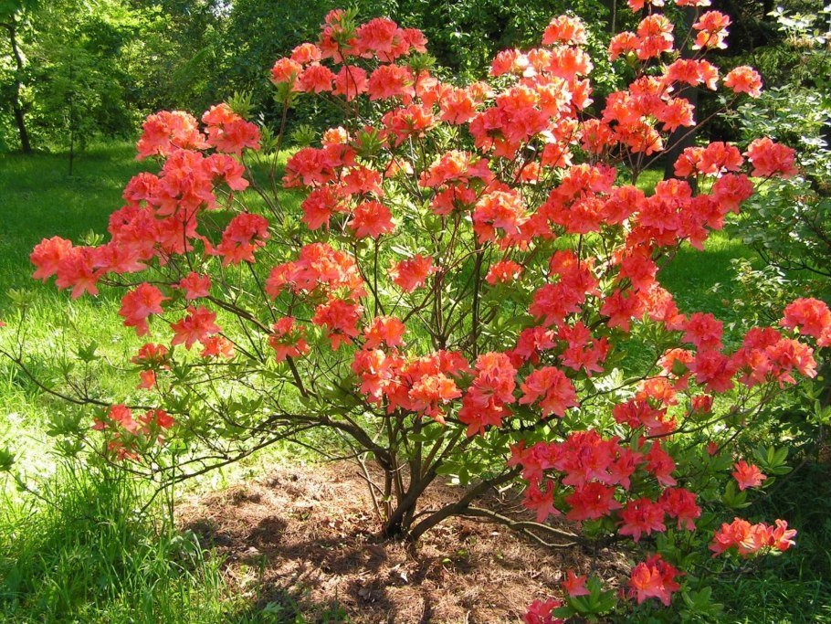 Рододендрон японский листопадный