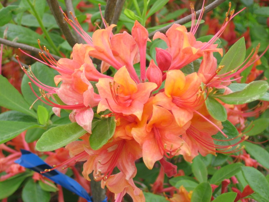 Рододендрон японский оранжевый