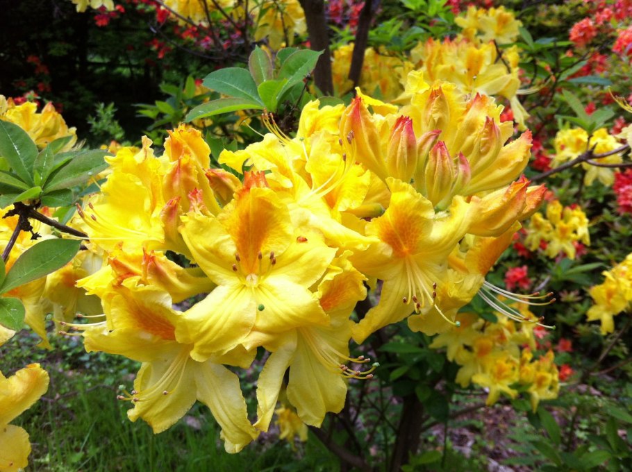 Рододендрон Азалия японская Кермезина