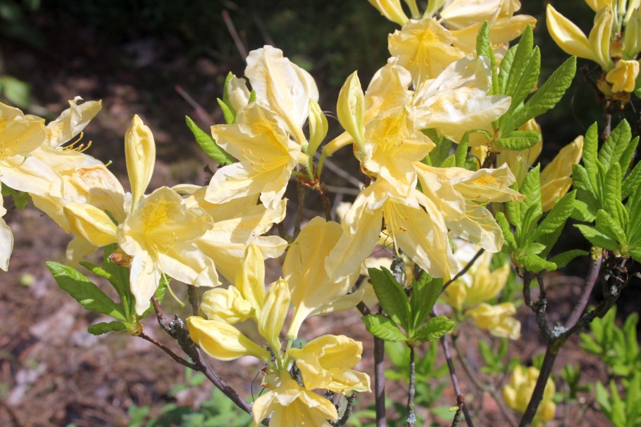 Азалия японская &#96;Марушка&#96;, Azalea japonica &#96;Maruschka&#96;®