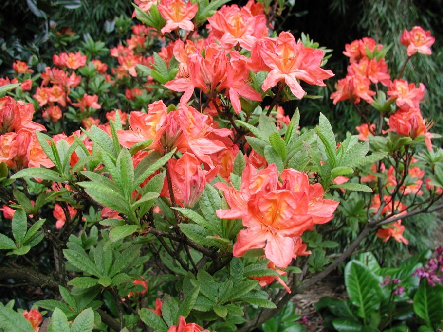 Рододендрон гейша оранж