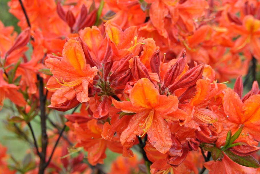 Рододендрон японский листопадный