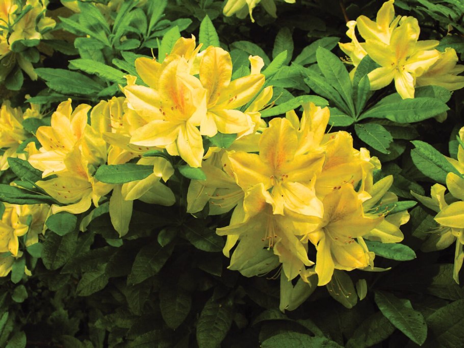 Азалия рододендрон дерево