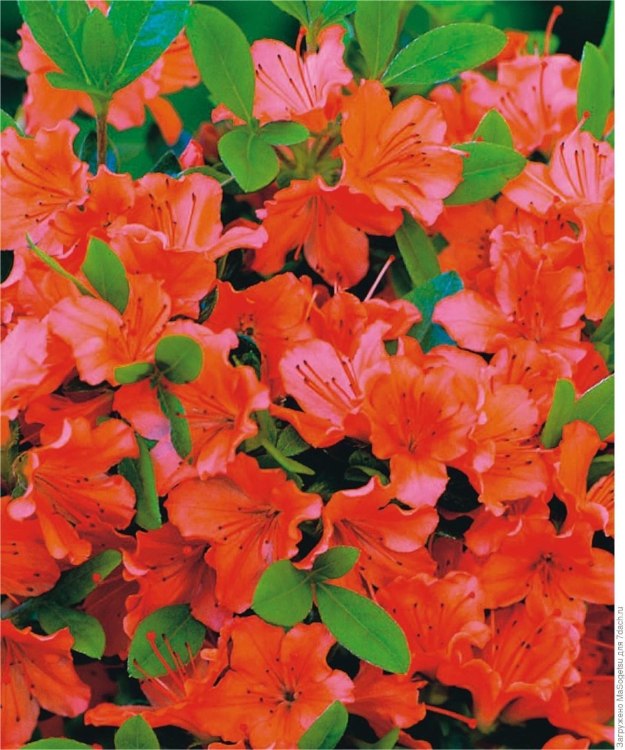 Рододендрон листопадный лососевый