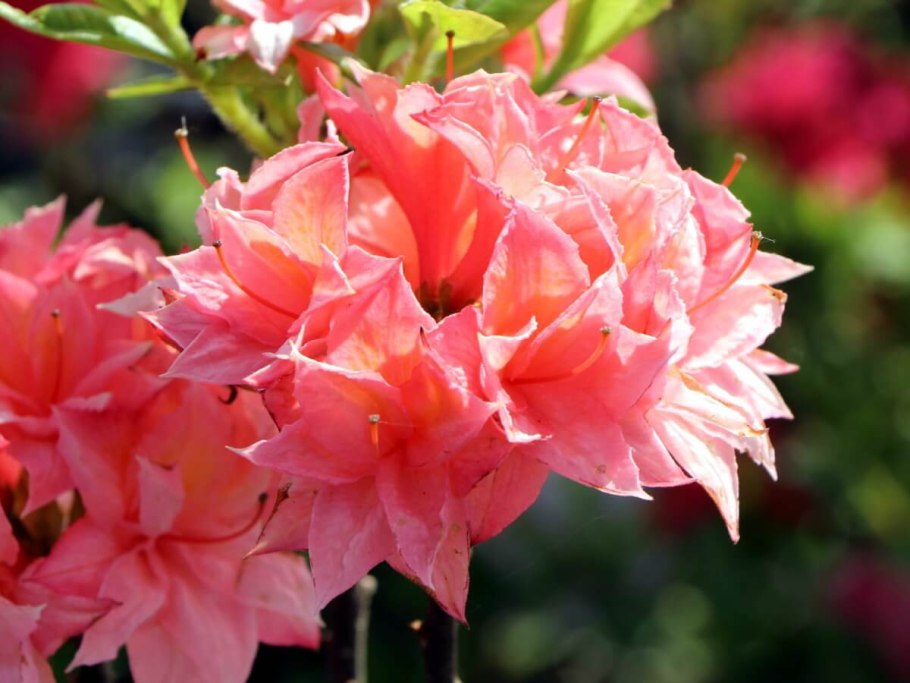 Рододендрон листопадный азалия