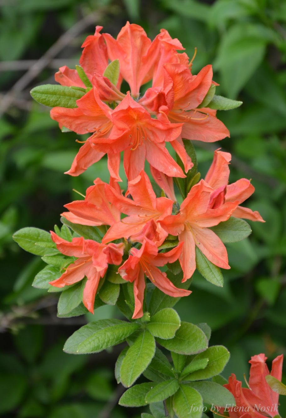 Рододендрон листопадный Азалия