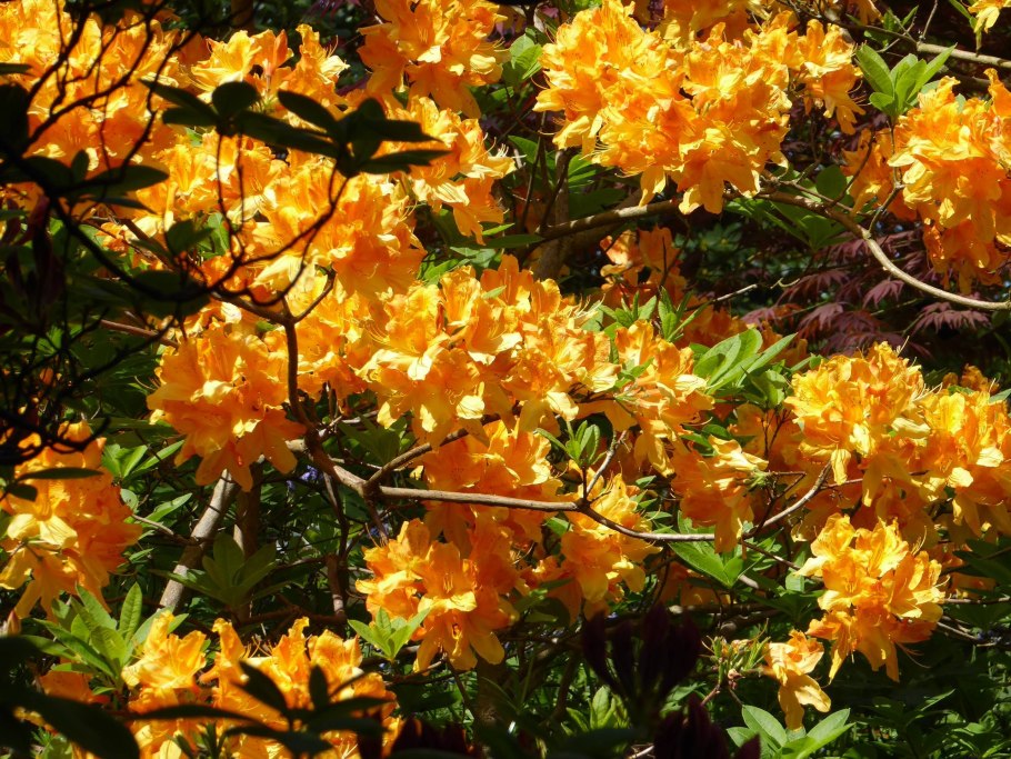 Азалия рододендрон