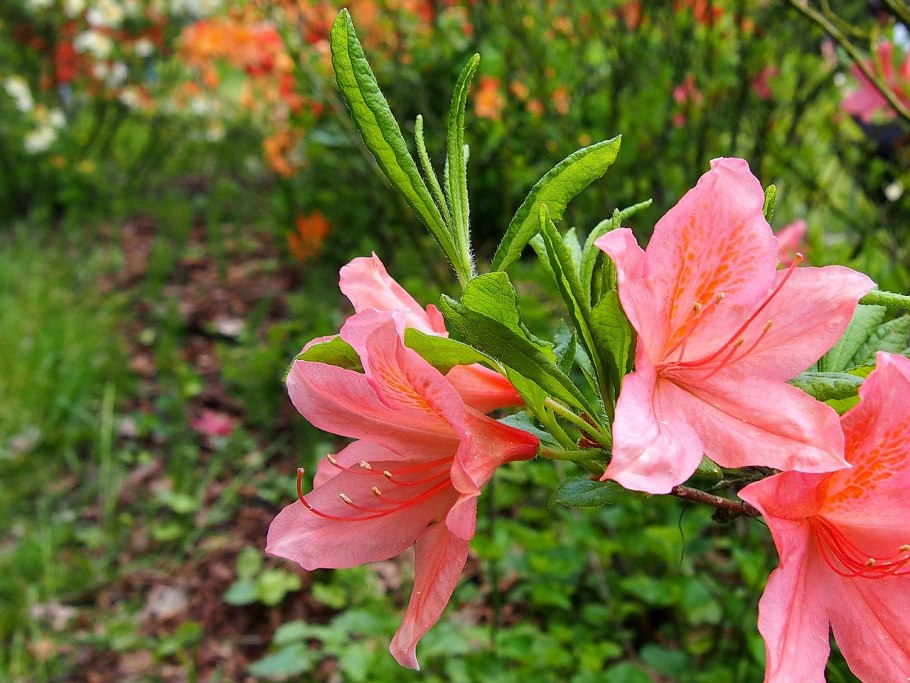 Азалия рододендрон