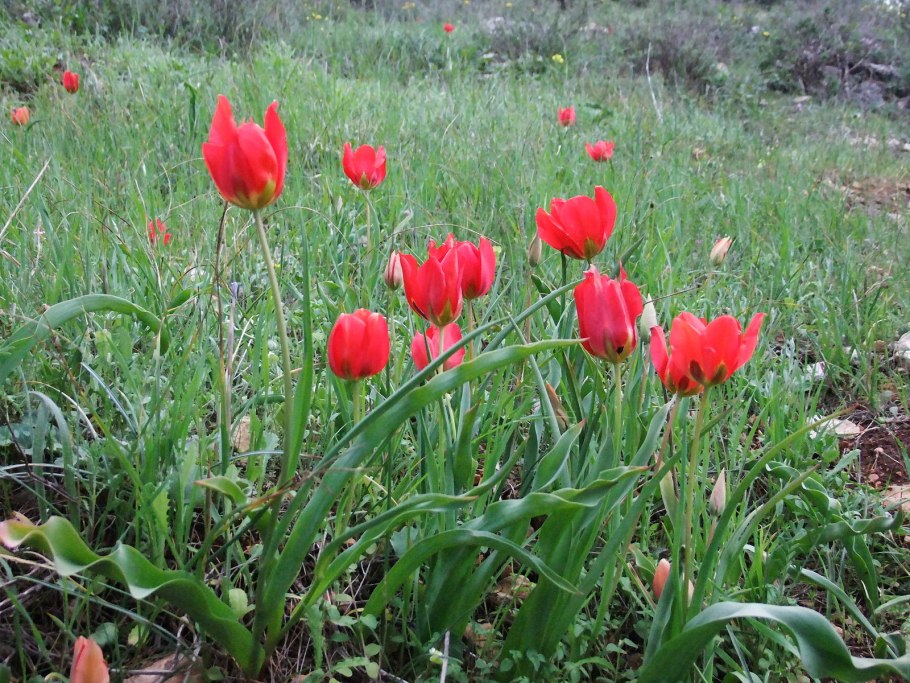 Tulipa kaufmanniana