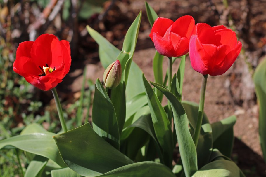 Тюльпан Мувота