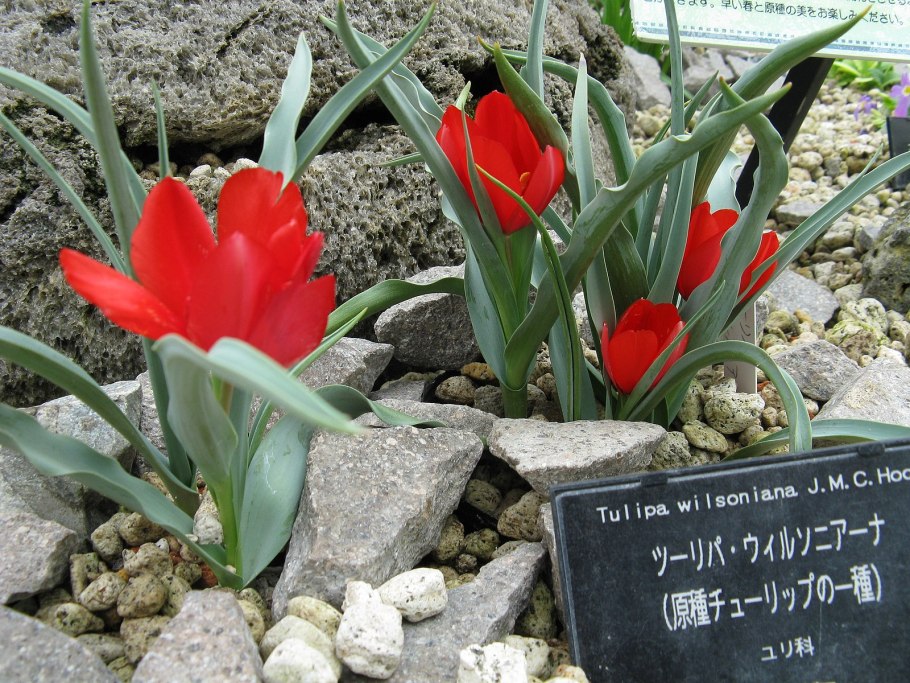 Тюльпан Лесной Tulipa Sylvestris