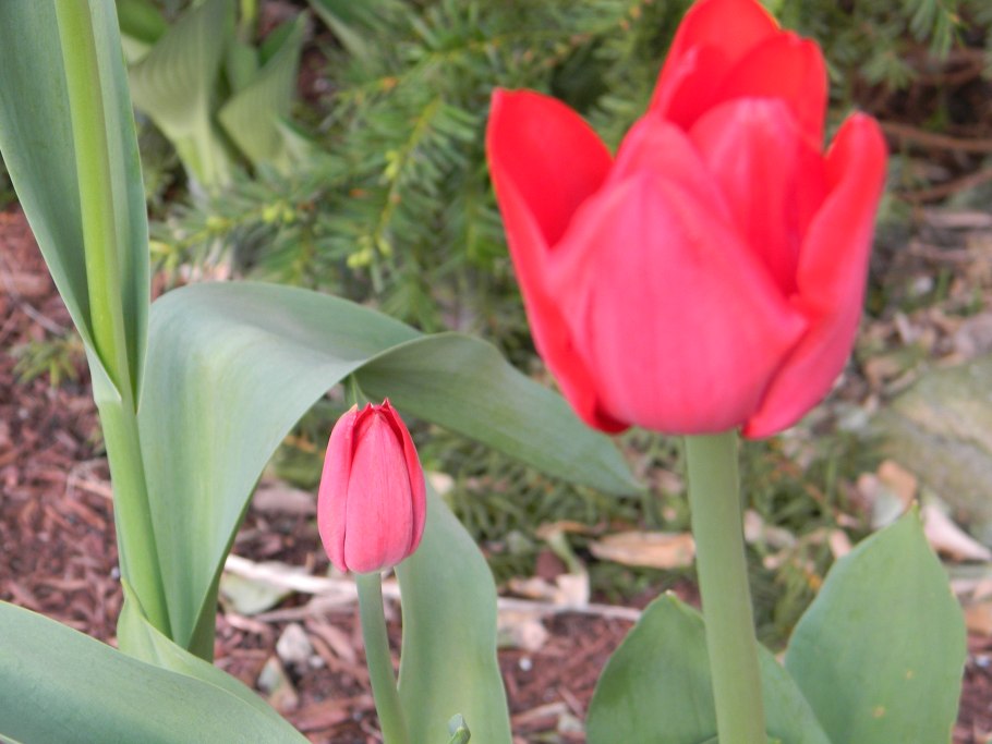 Тюльпан белиция