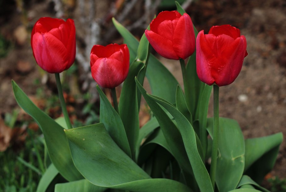 Тюльпан дансинг шоу