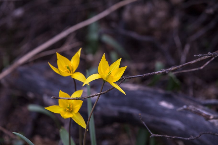 Первоцветы тюльпан Биберштейна