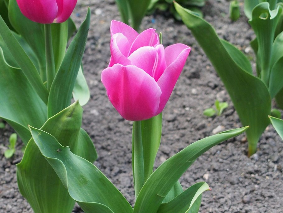 Тюльпан Эрик Хофсью