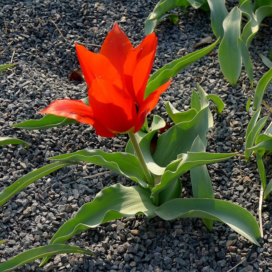 Тюльпан Лесной Tulipa Sylvestris