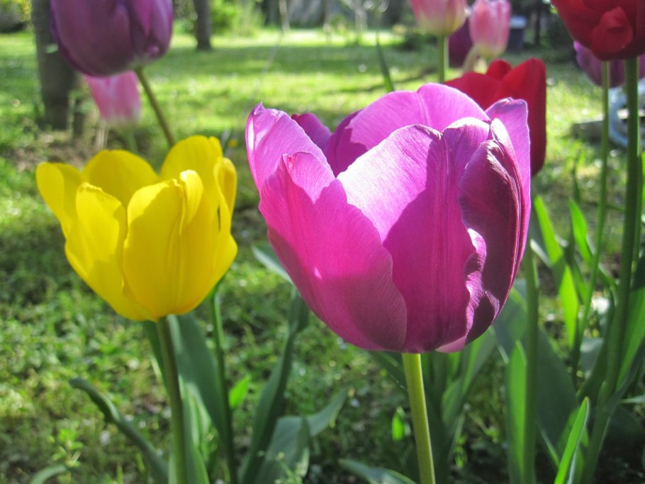 Тюльпан Эрик Хофсью