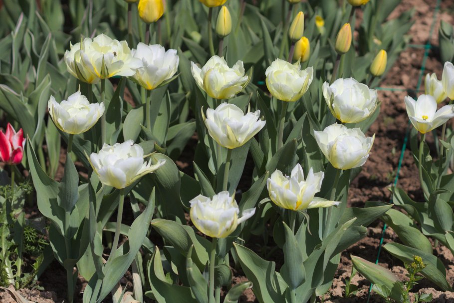 Тюльпан 7 7 Amberglow