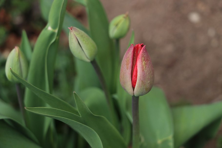 Тюльпан кабанна