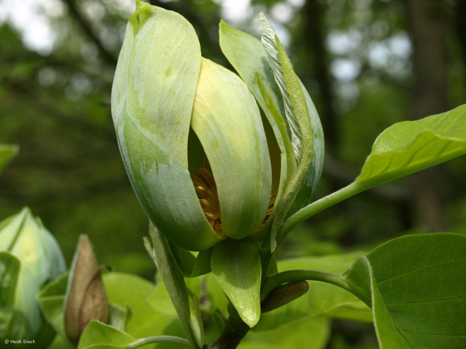 Магнолия длиннозаострённая (Magnolia acuminata l.)