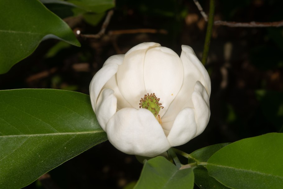 Магнолия крупноцветковая цветение