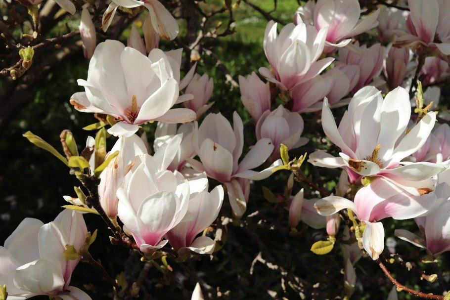Магнолия заострённая (Magnolia acuminata)