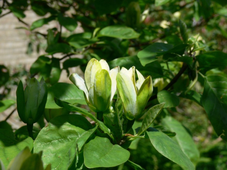 Магнолия заостренная Magnolia acuminata
