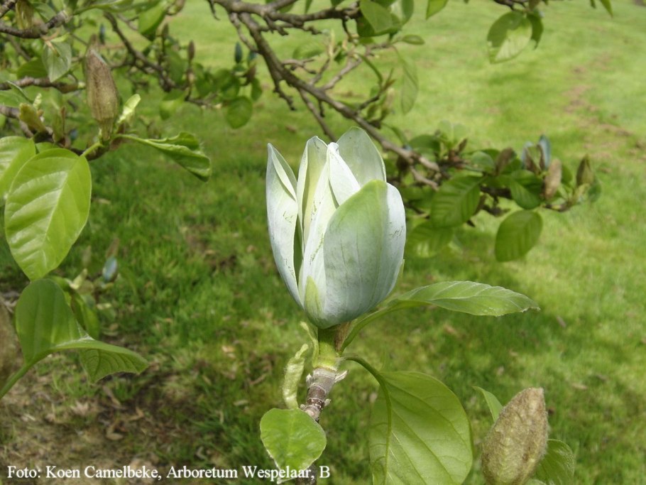 Магнолия аккумината