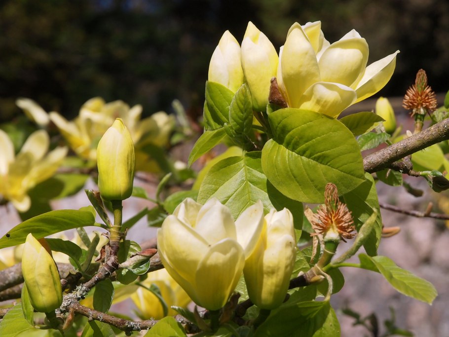 Магнолия длиннозаостренная фото