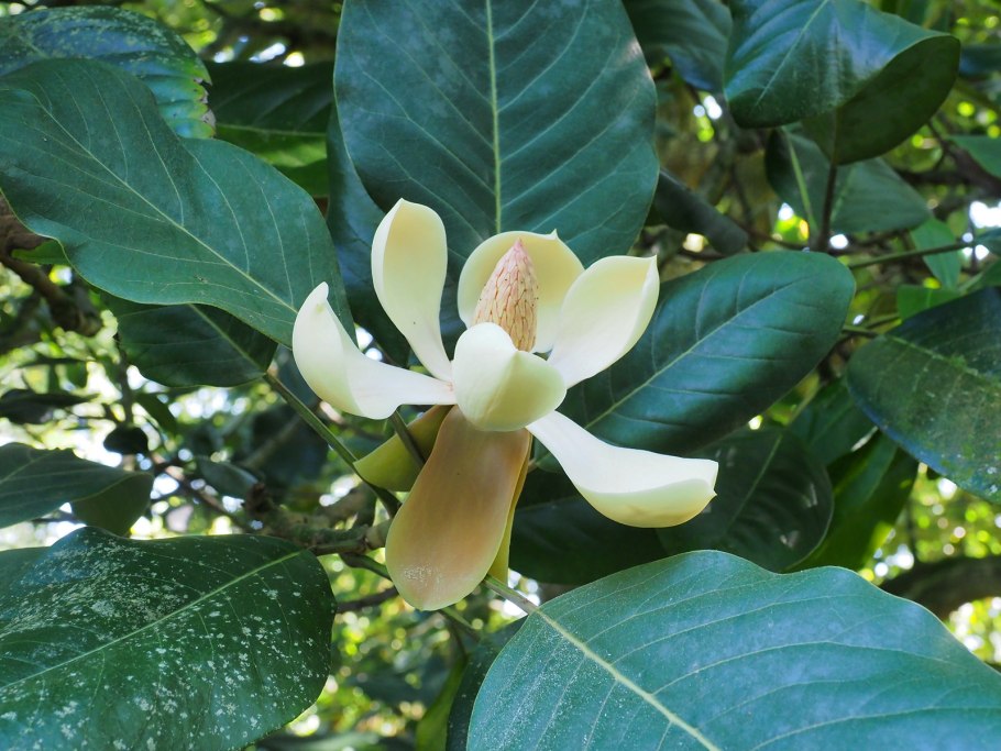 Магнолия Делавея