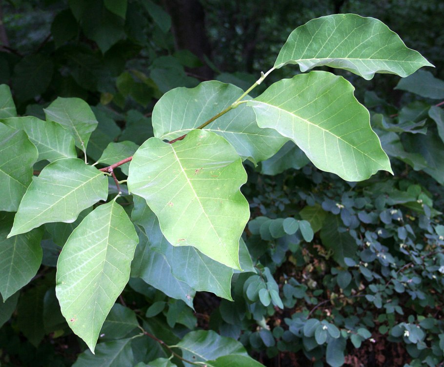 Магнолия длиннозаостренная