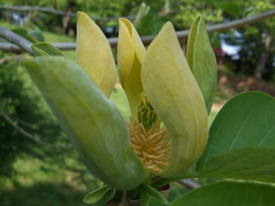 Магнолия длиннозаострённая (Magnolia acuminata l.)