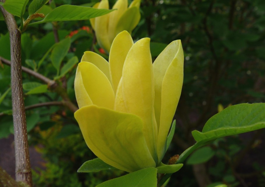 Магнолия длиннозаостренная