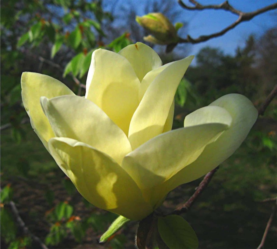 Магнолия длинно заоствренная