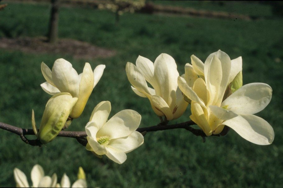 Магнолия длиннозаострённая листья