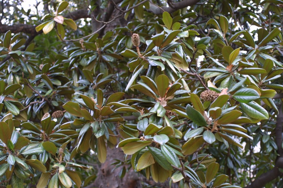 Magnolia acuminata Seiju