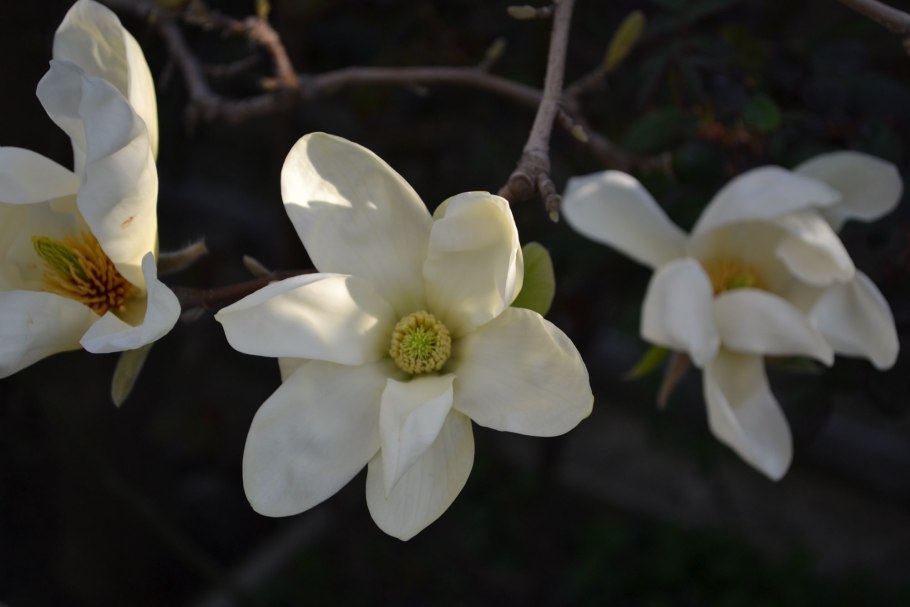 Магнолия Зибольда листья