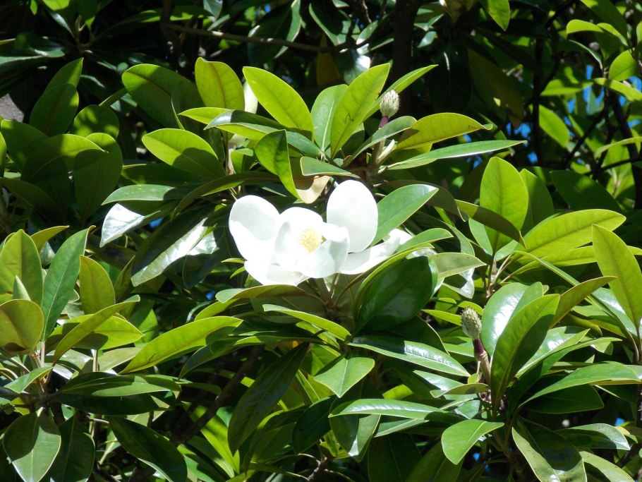 Magnolia grandiflora Fruit