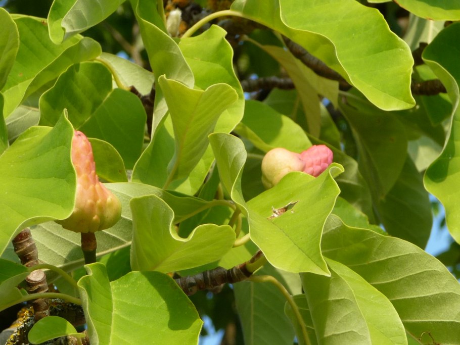 Магнолия Элизабет