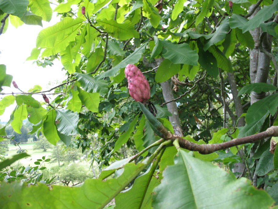 Магнолия длиннозаостренная