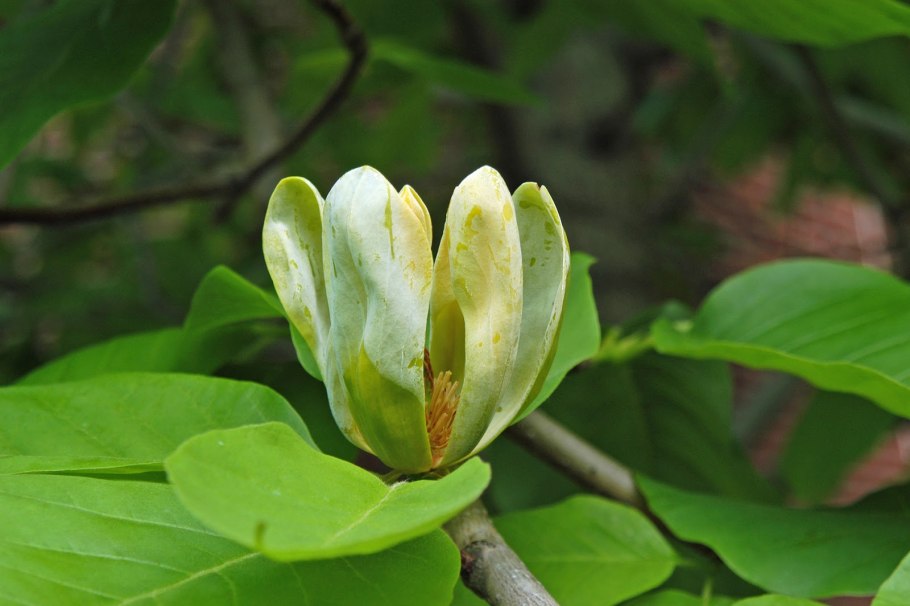 Магнолия длиннозаострённая (Magnolia acuminata l.)