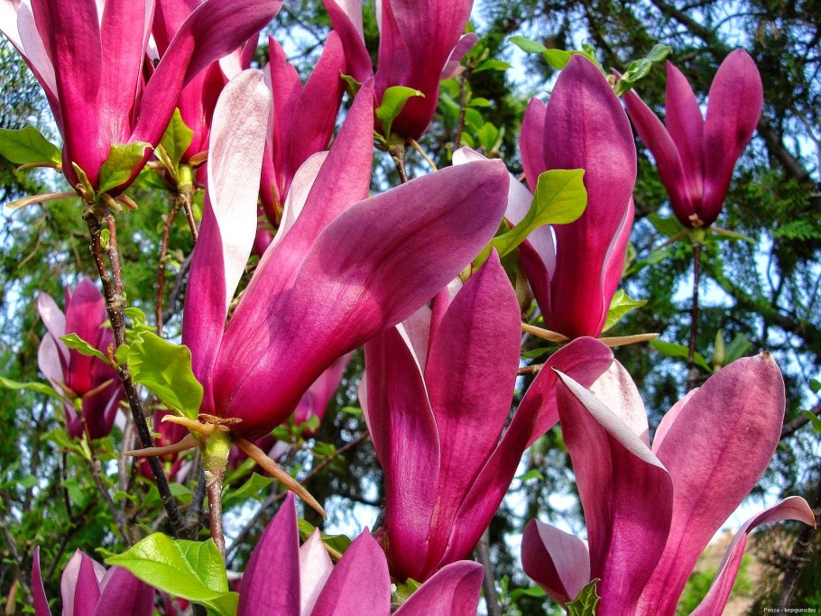 Магнолия заострённая (Magnolia acuminata)
