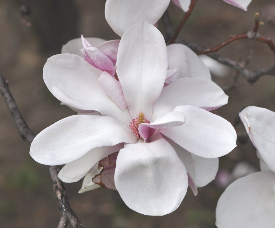 Магнолия заострённая (Magnolia acuminata)